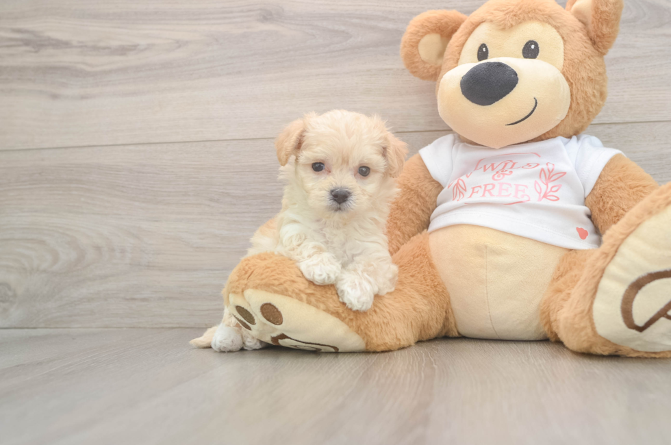 5 week old Maltipoo Puppy For Sale - Seaside Pups