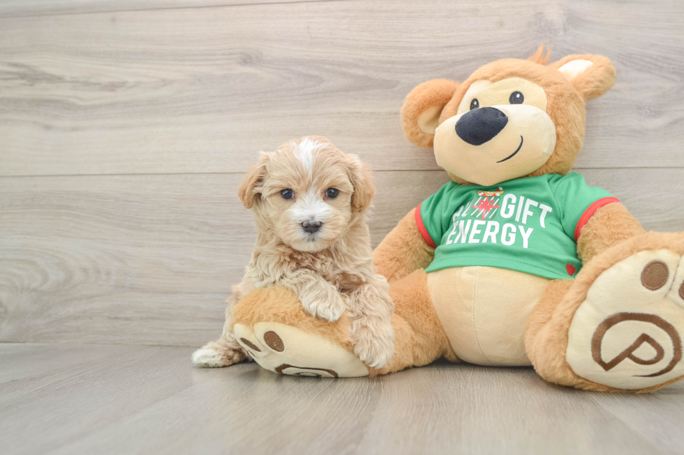 Cute Maltipoo Baby