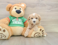 7 week old Maltipoo Puppy For Sale - Seaside Pups