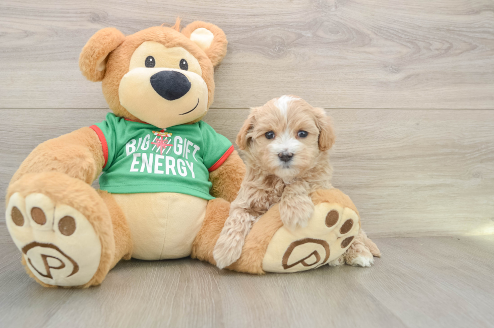 5 week old Maltipoo Puppy For Sale - Seaside Pups