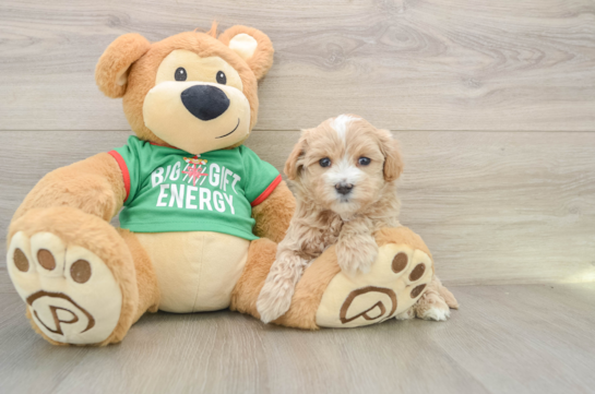 Friendly Maltipoo Baby