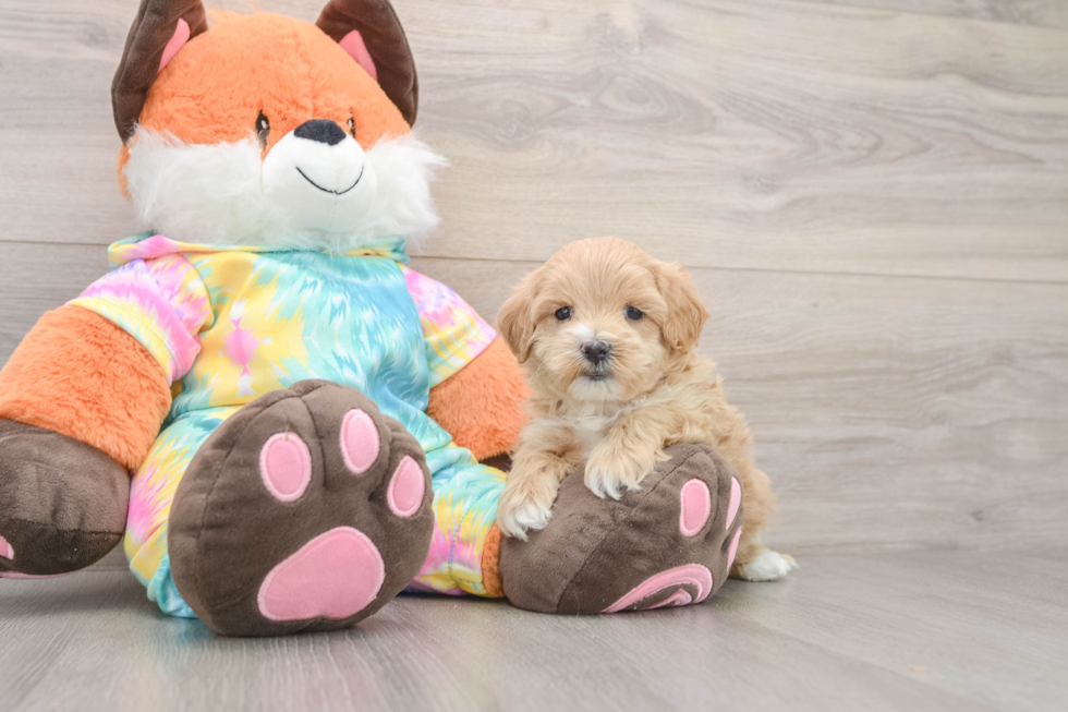 Best Maltipoo Baby