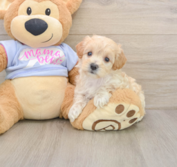 8 week old Maltipoo Puppy For Sale - Seaside Pups