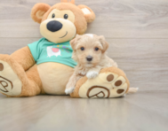 7 week old Maltipoo Puppy For Sale - Seaside Pups