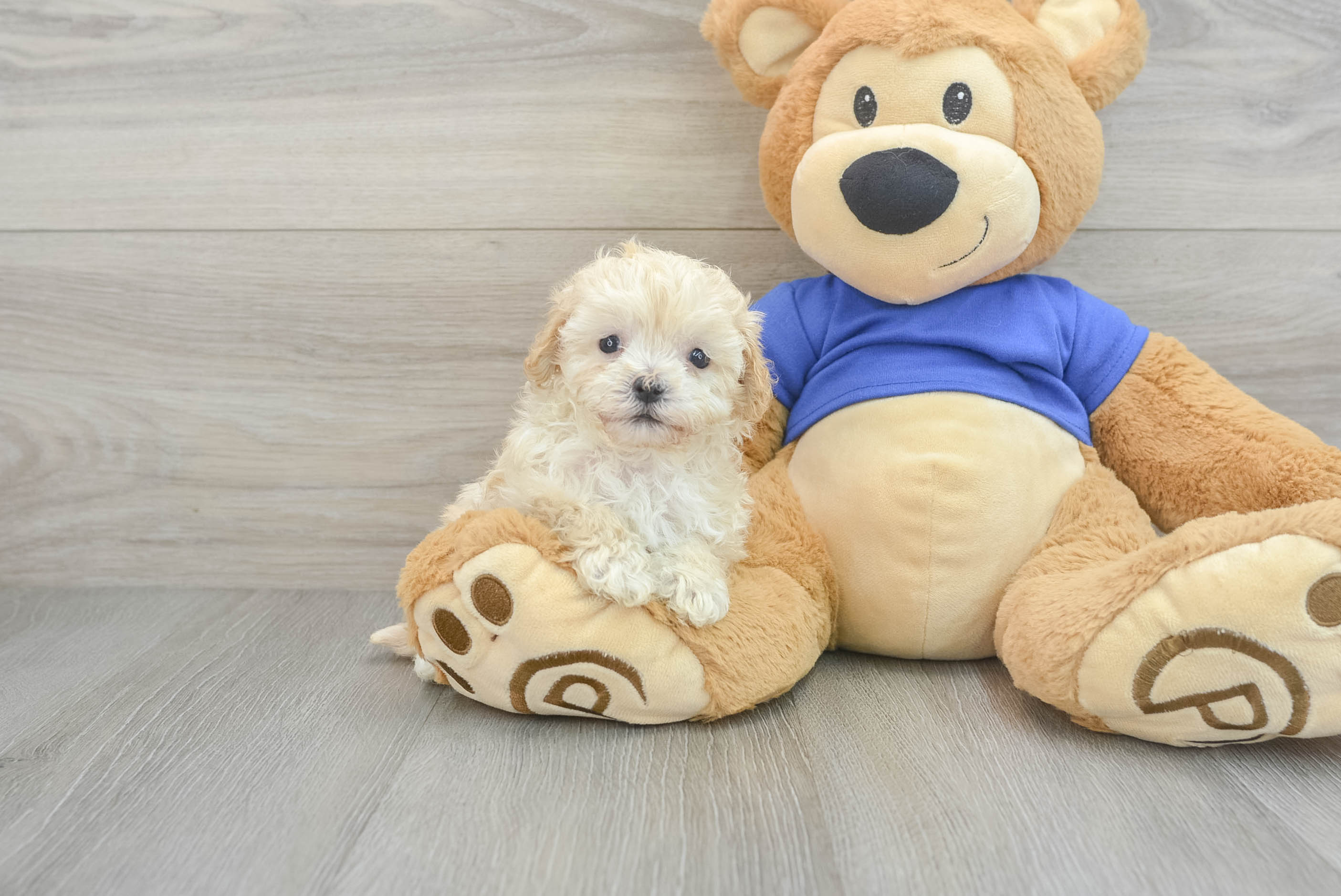 Best Maltipoo Baby