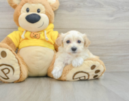 7 week old Maltipoo Puppy For Sale - Seaside Pups