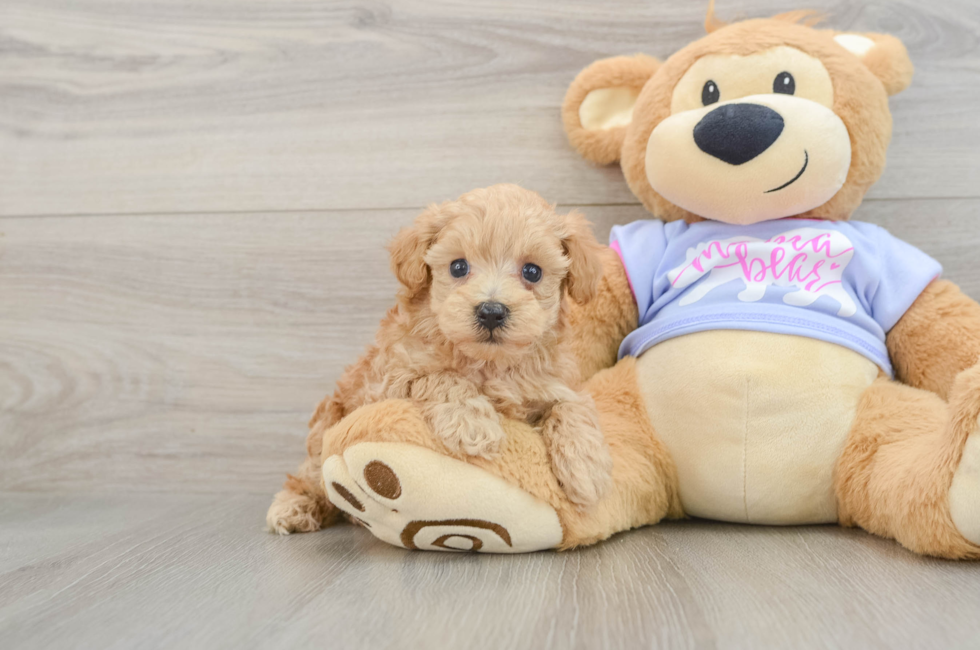 5 week old Maltipoo Puppy For Sale - Seaside Pups