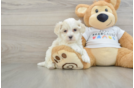 Best Maltipoo Baby