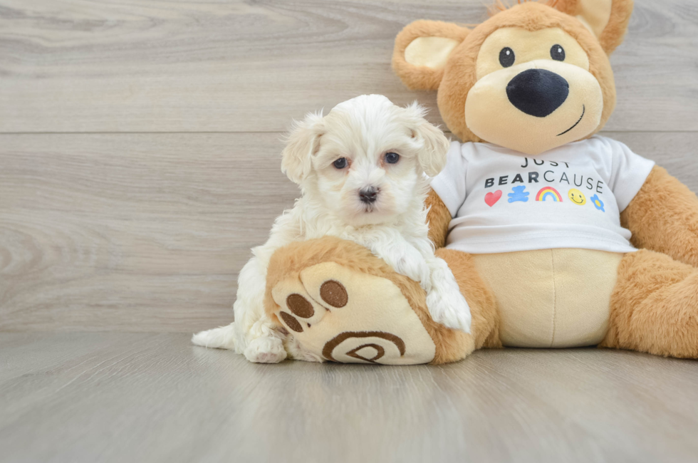5 week old Maltipoo Puppy For Sale - Seaside Pups