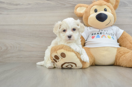 Best Maltipoo Baby