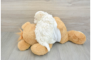Small Maltipoo Baby