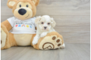 Maltipoo Pup Being Cute