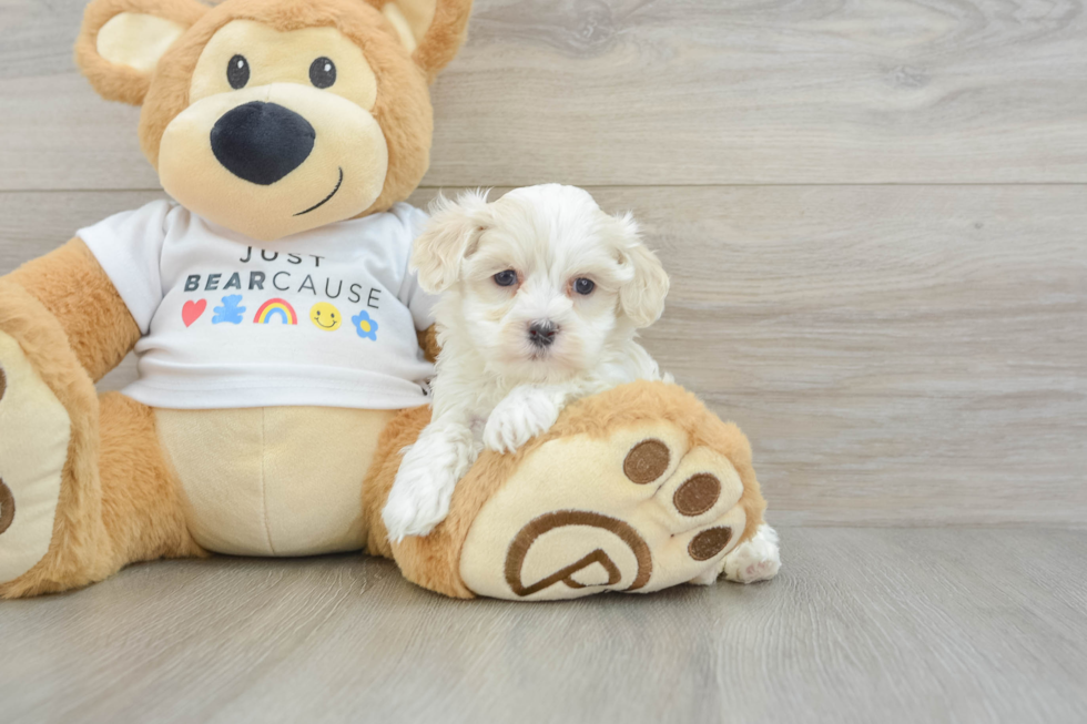 Maltipoo Pup Being Cute