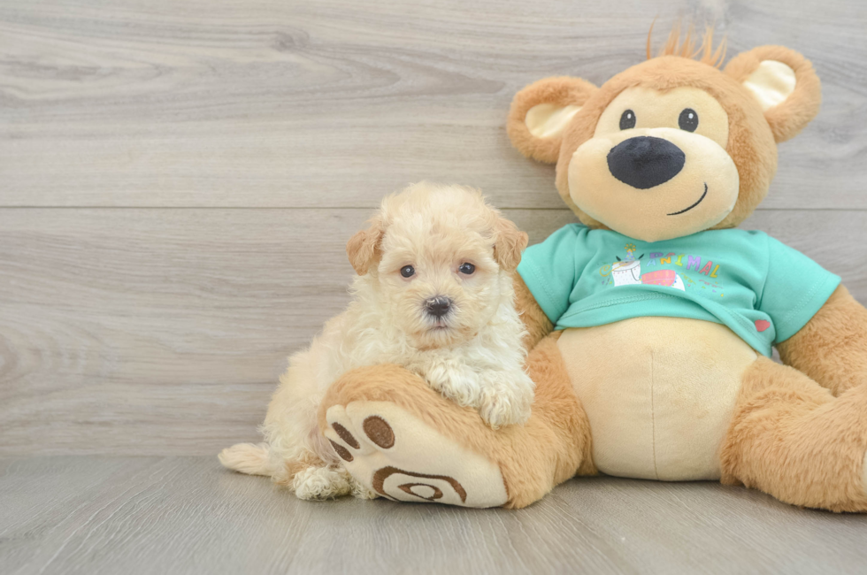 6 week old Maltipoo Puppy For Sale - Seaside Pups