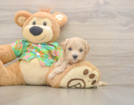 6 week old Maltipoo Puppy For Sale - Seaside Pups