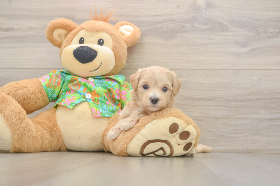 5 week old Maltipoo Puppy For Sale - Seaside Pups
