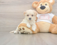 8 week old Maltipoo Puppy For Sale - Seaside Pups