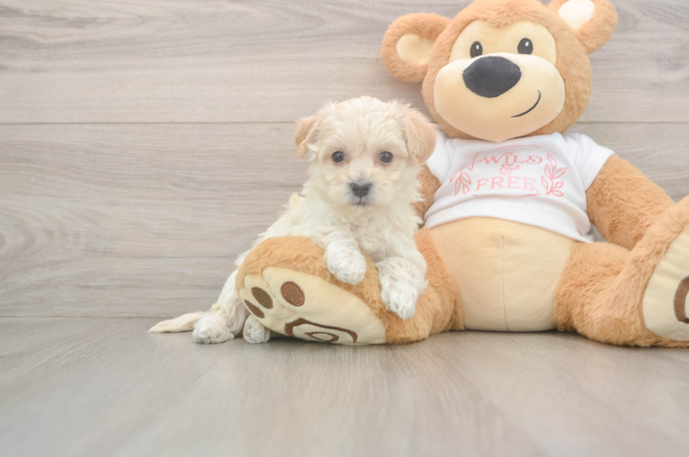 5 week old Maltipoo Puppy For Sale - Seaside Pups