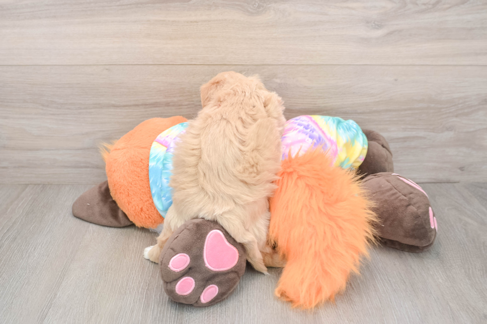 Maltipoo Pup Being Cute