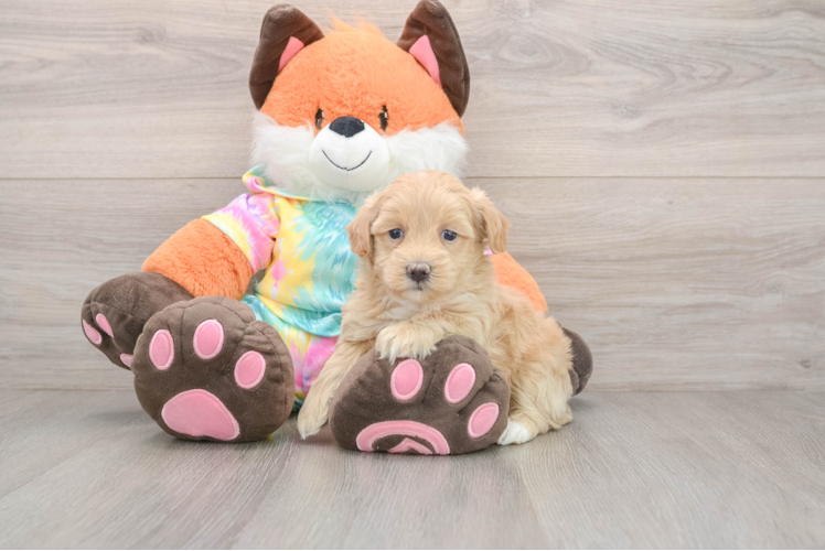 Hypoallergenic Malt a Poo Poodle Mix Puppy