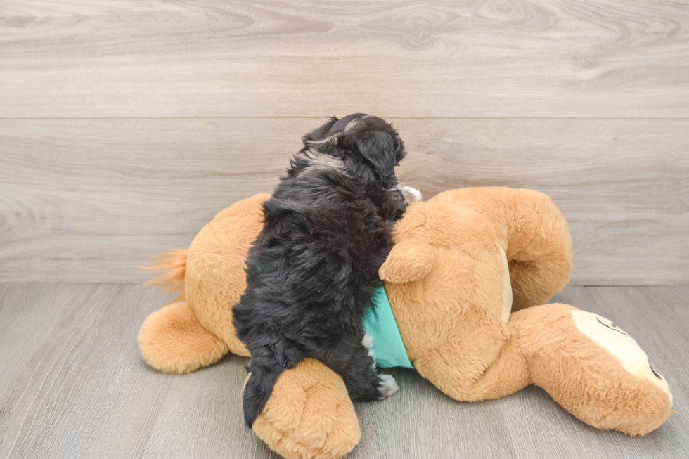 Energetic Moodle Poodle Mix Puppy