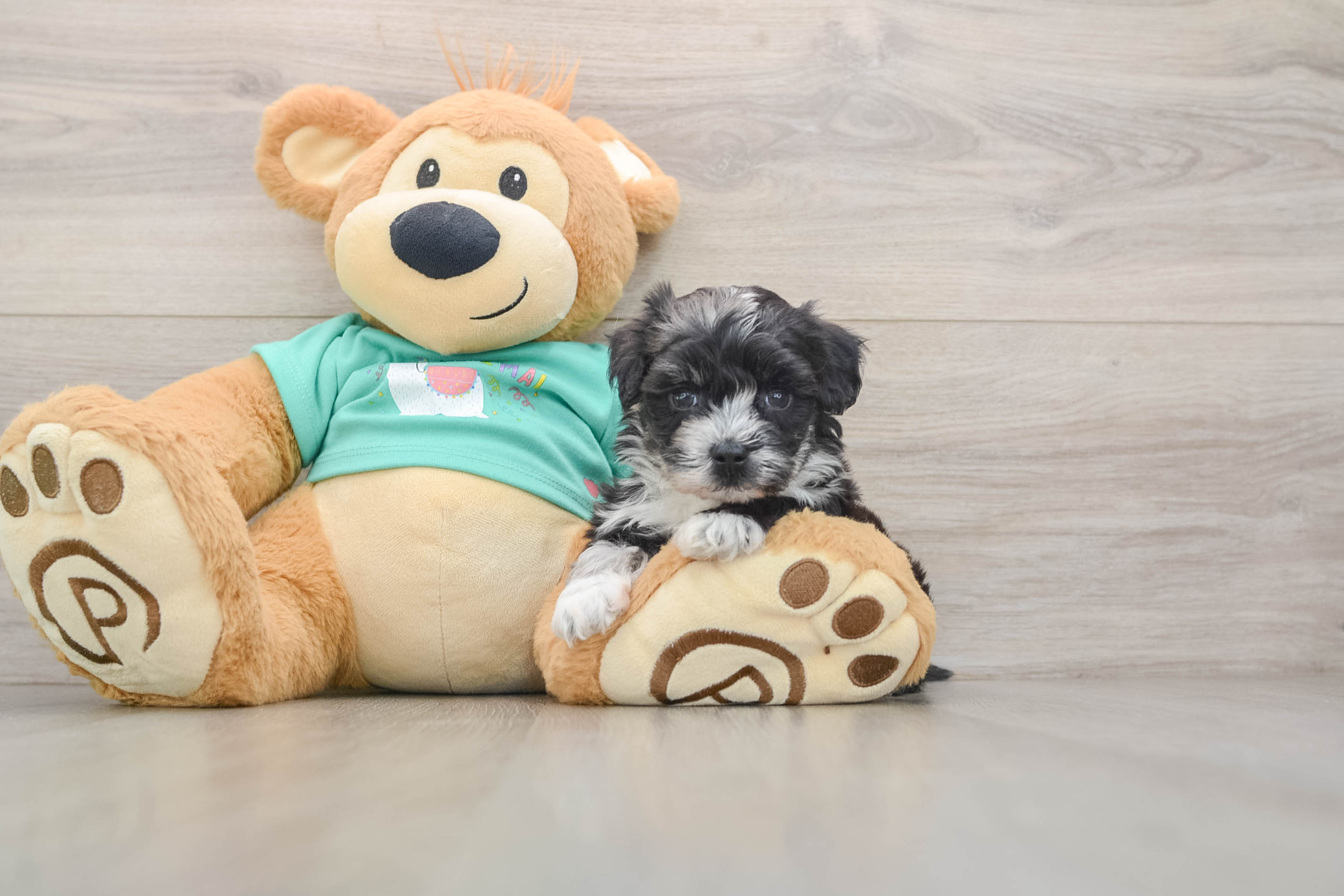 Cute Maltipoo Baby