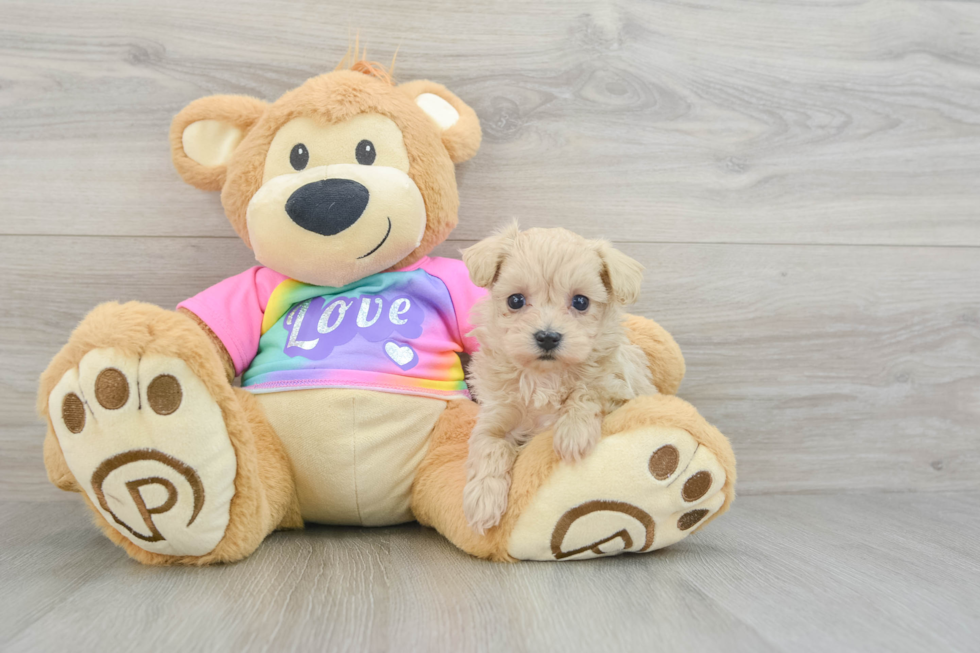 Little Maltese Poodle Poodle Mix Puppy