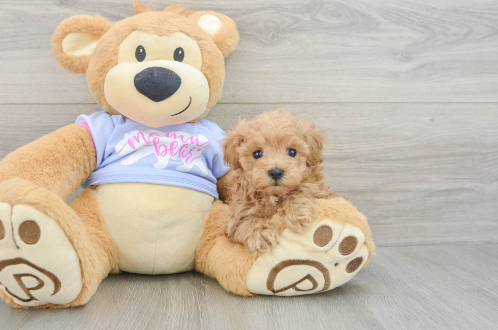 5 week old Maltipoo Puppy For Sale - Seaside Pups
