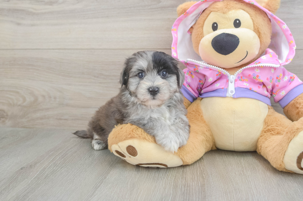 5 week old Maltipoo Puppy For Sale - Seaside Pups