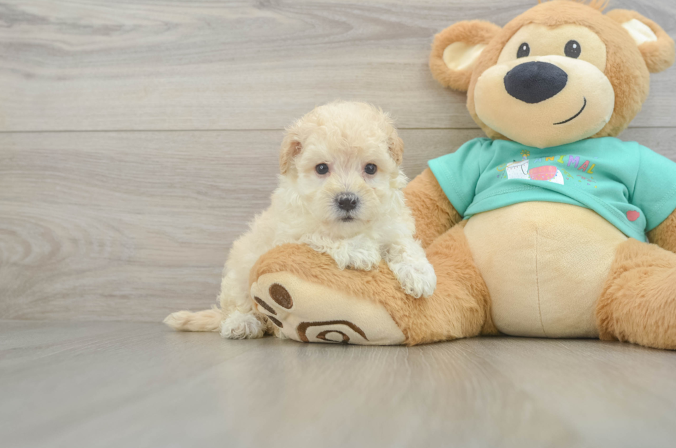 6 week old Maltipoo Puppy For Sale - Seaside Pups