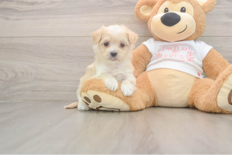 Sweet Maltipoo Baby