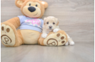 Cute Maltipoo Baby