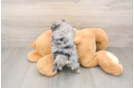 Funny Maltipoo Poodle Mix Pup