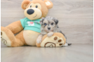 Funny Maltipoo Poodle Mix Pup