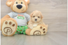 Maltipoo Pup Being Cute