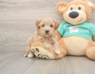 7 week old Maltipoo Puppy For Sale - Seaside Pups
