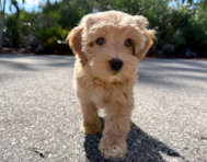 9 week old Maltipoo Puppy For Sale - Seaside Pups