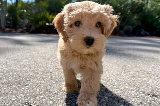 Best Maltipoo Baby