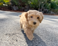 10 week old Maltipoo Puppy For Sale - Seaside Pups