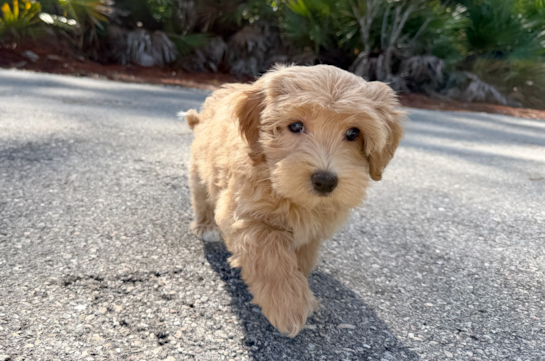 Best Maltipoo Baby