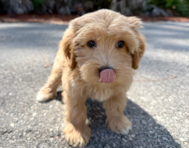 10 week old Maltipoo Puppy For Sale - Seaside Pups