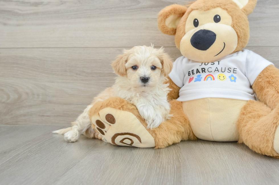 5 week old Maltipoo Puppy For Sale - Seaside Pups