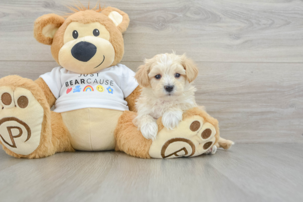 Happy Maltipoo Baby