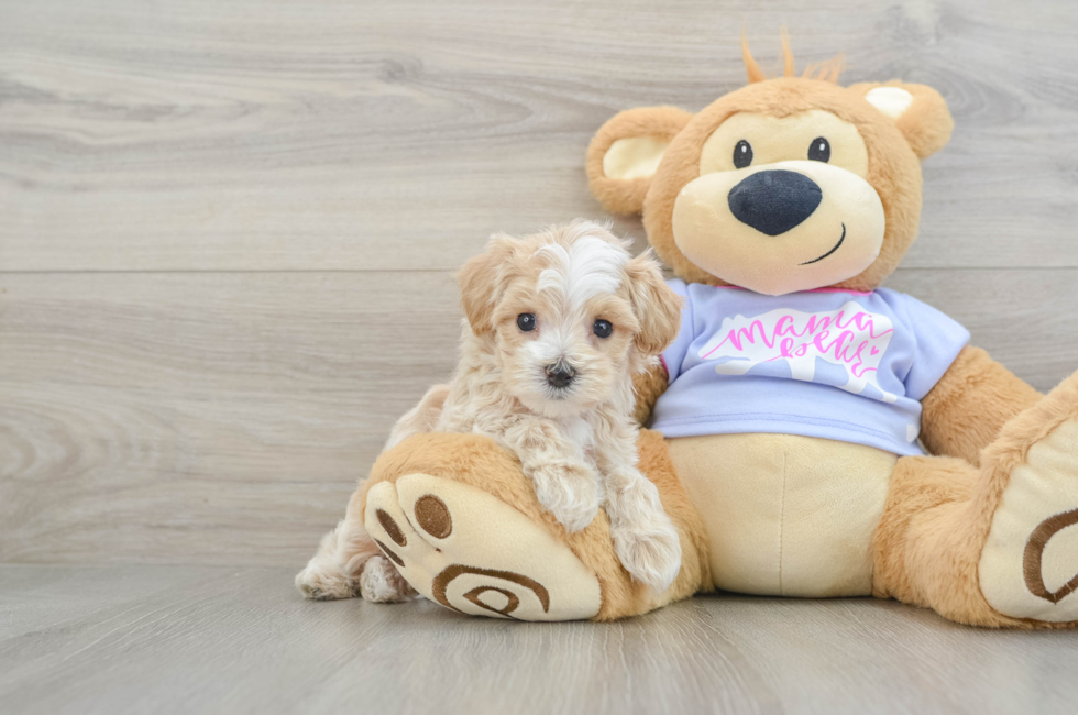 6 week old Maltipoo Puppy For Sale - Seaside Pups