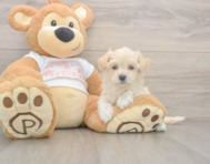 8 week old Maltipoo Puppy For Sale - Seaside Pups