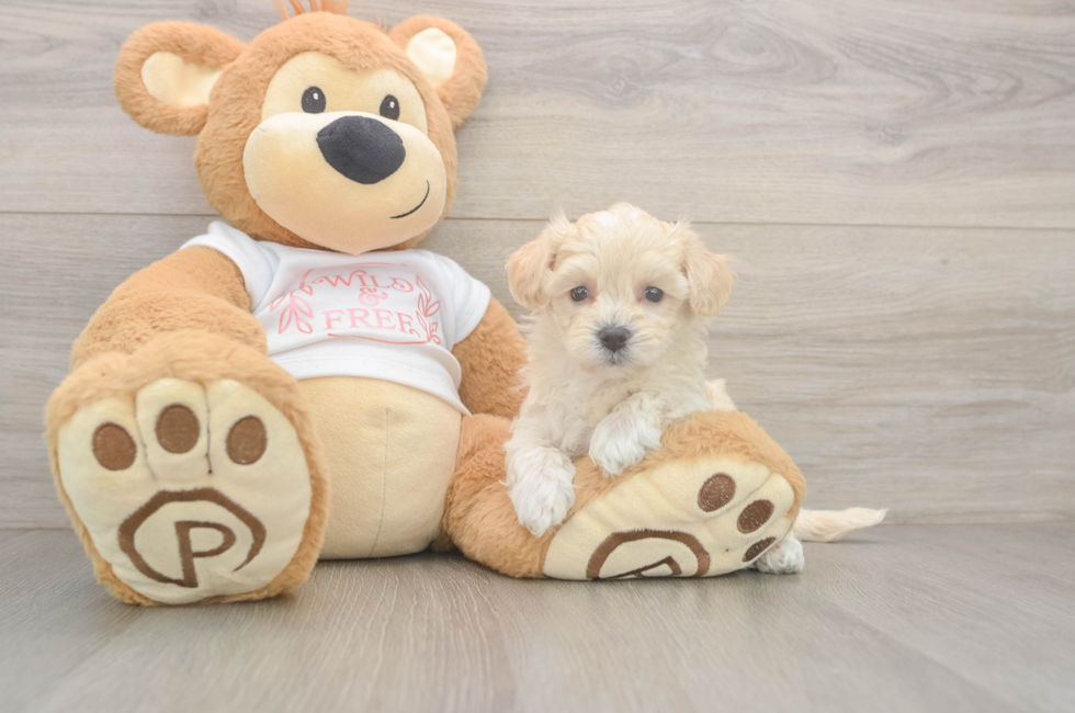 5 week old Maltipoo Puppy For Sale - Seaside Pups