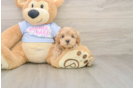 Best Maltipoo Baby