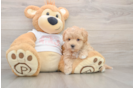 Popular Maltipoo Poodle Mix Pup