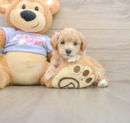 8 week old Maltipoo Puppy For Sale - Seaside Pups