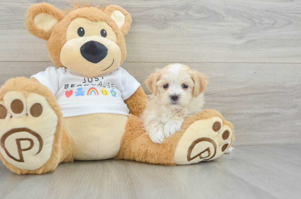 5 week old Maltipoo Puppy For Sale - Seaside Pups